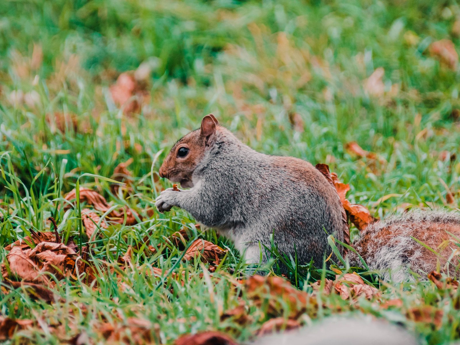 Wildlife removal work near Mountain City, TN