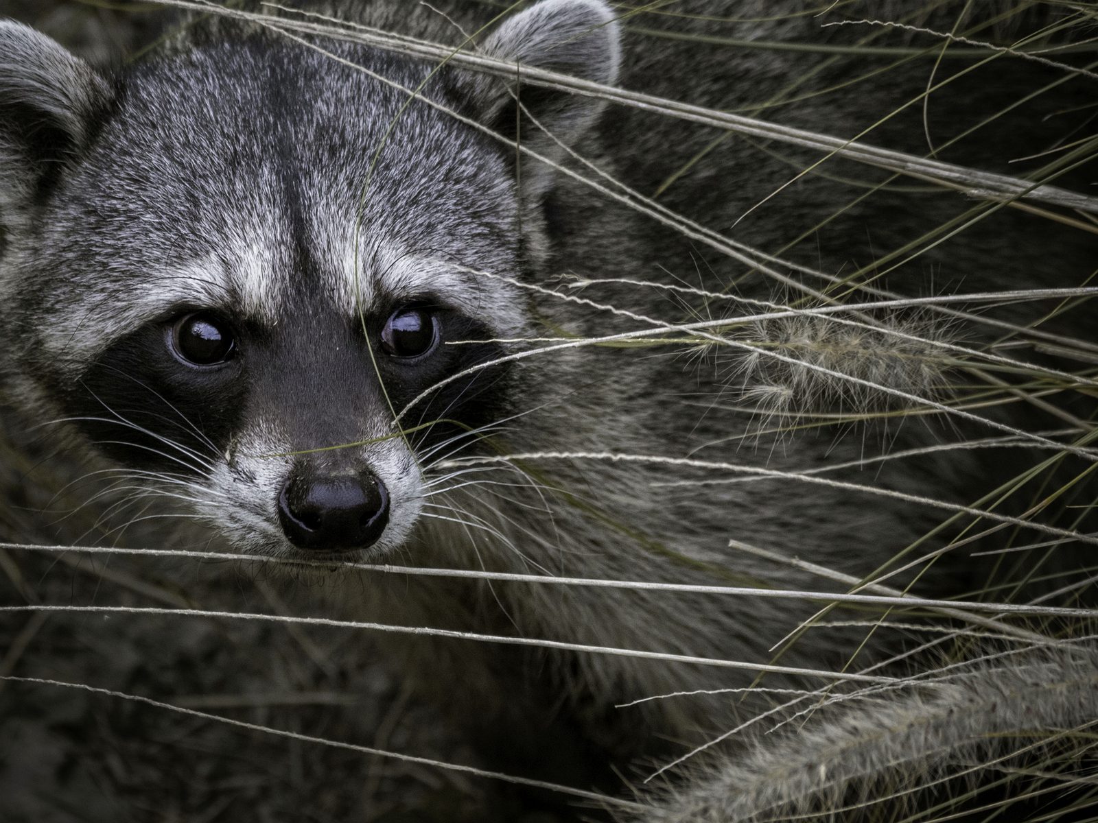 Wildlife removal work near Vonore, TN