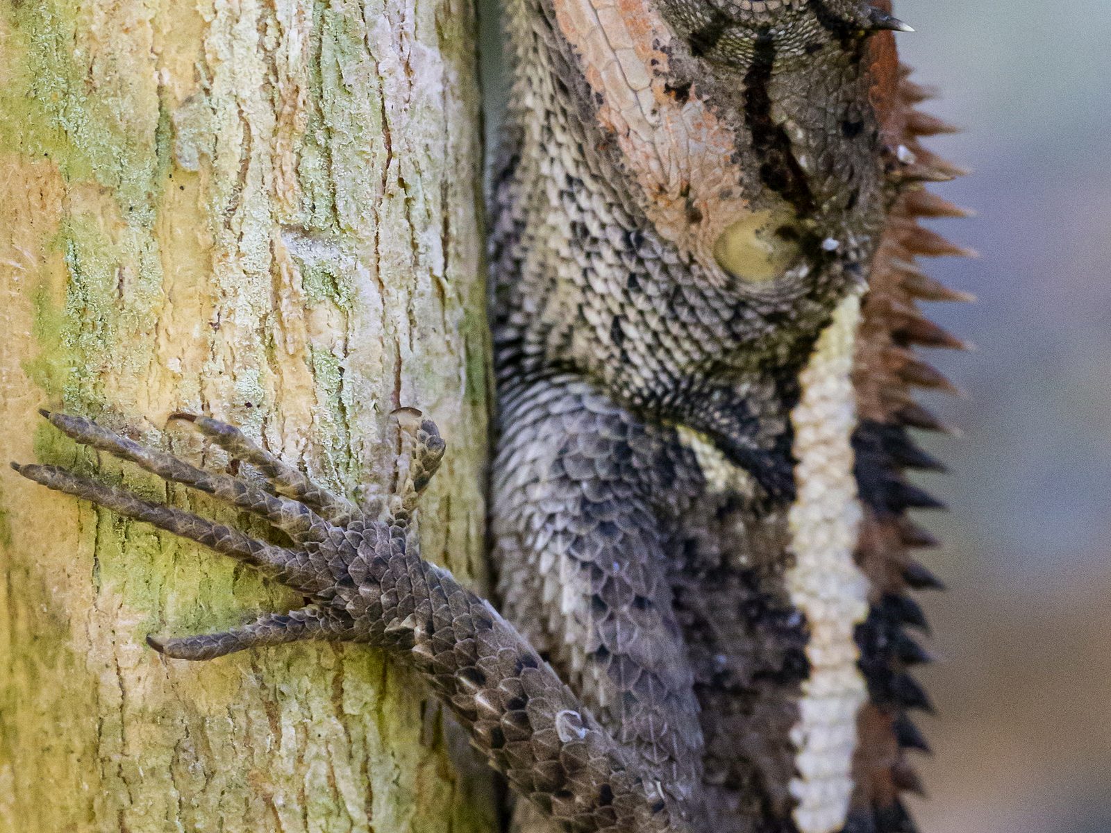 Wildlife removal work near Hampton, TN