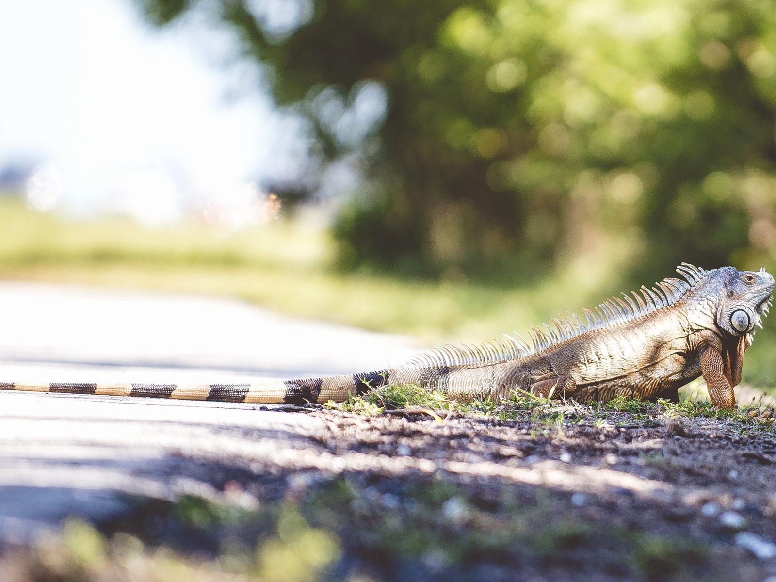 Wildlife removal work near Alma, AR