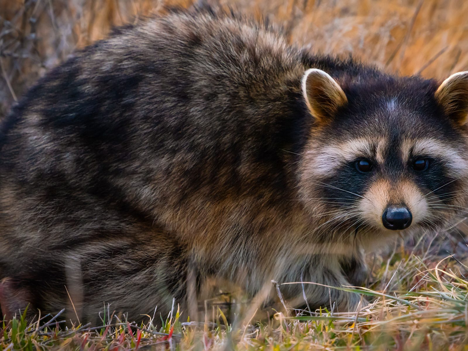 Wildlife removal work near Dandridge, TN