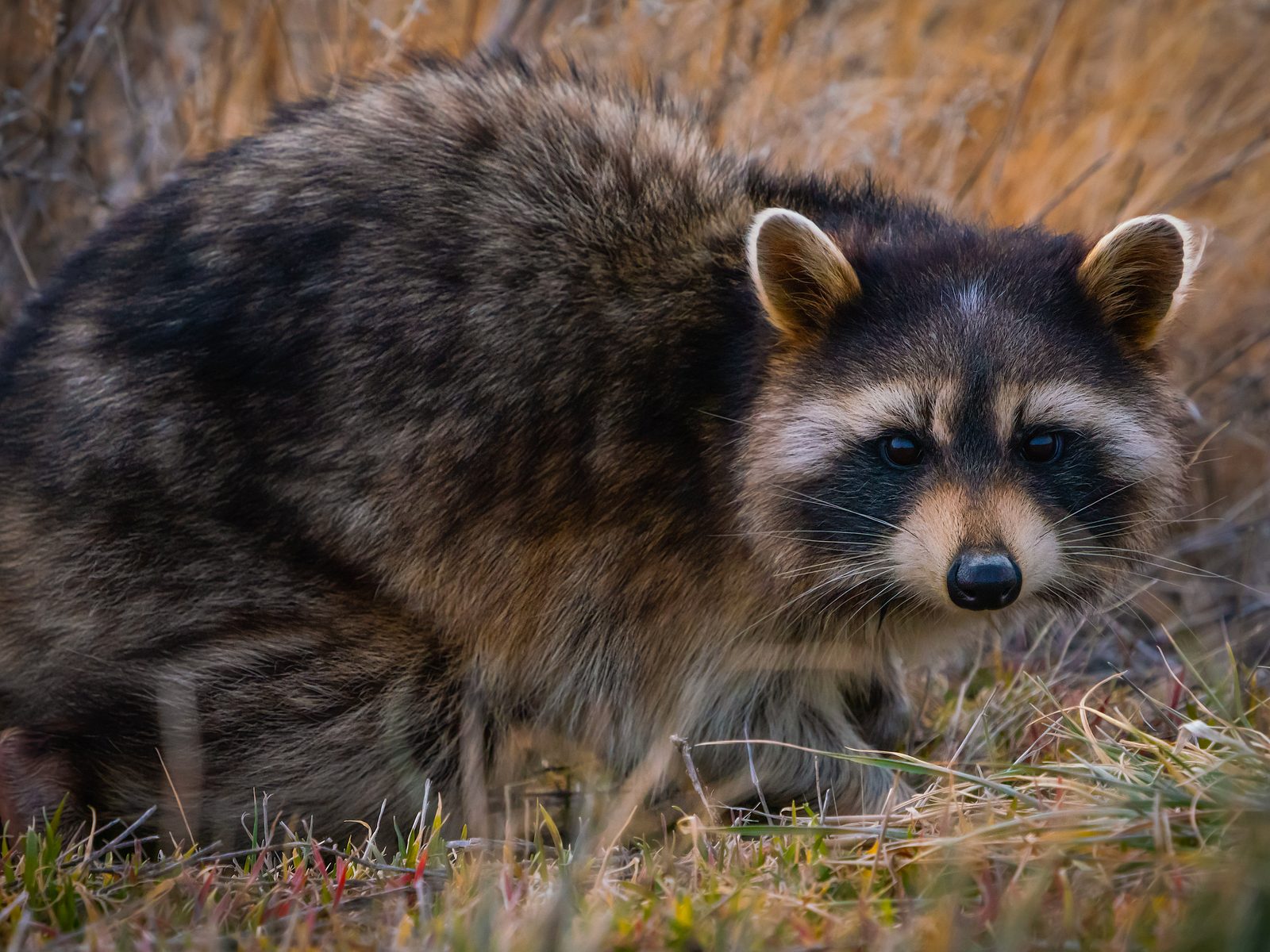 Wildlife removal work near Andersonville, TN