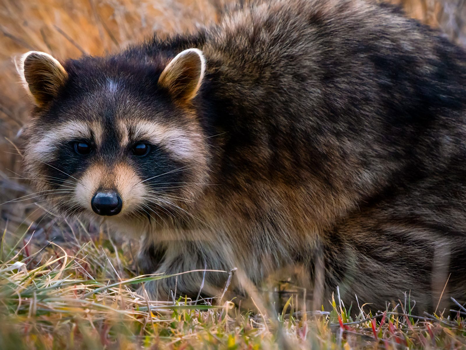Wildlife removal work near Pea Ridge, AR