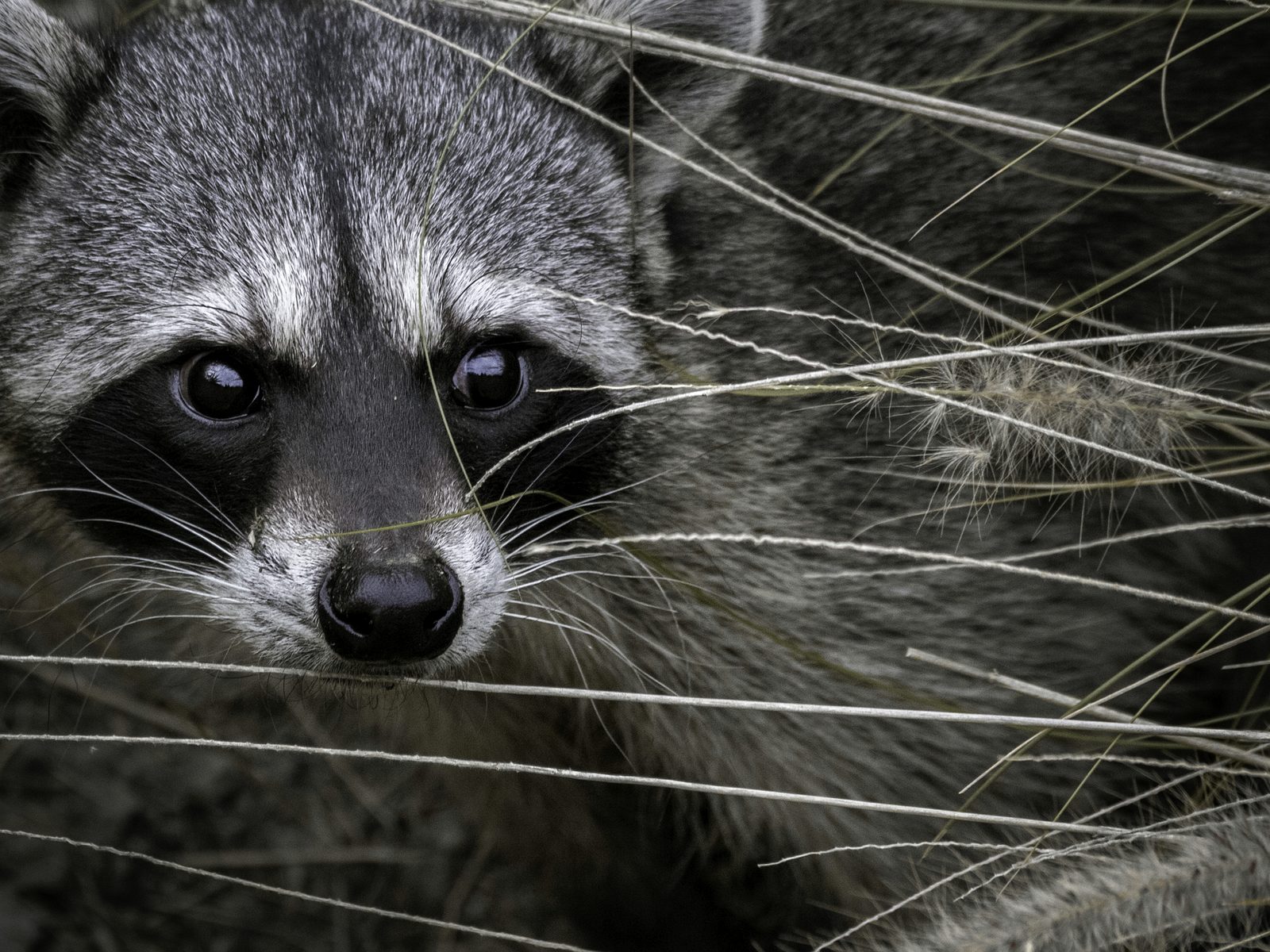 Wildlife removal work near Eatonton, GA