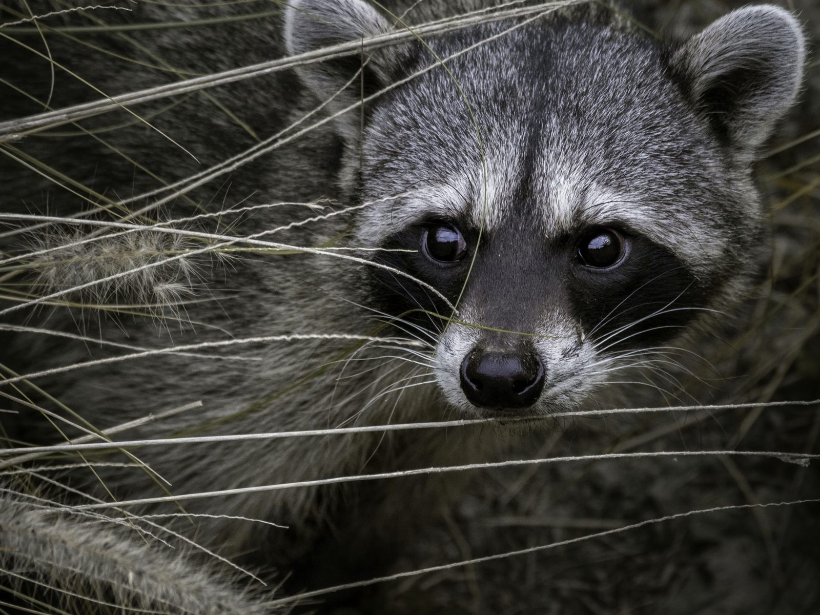 Wildlife removal work near Easton, PA