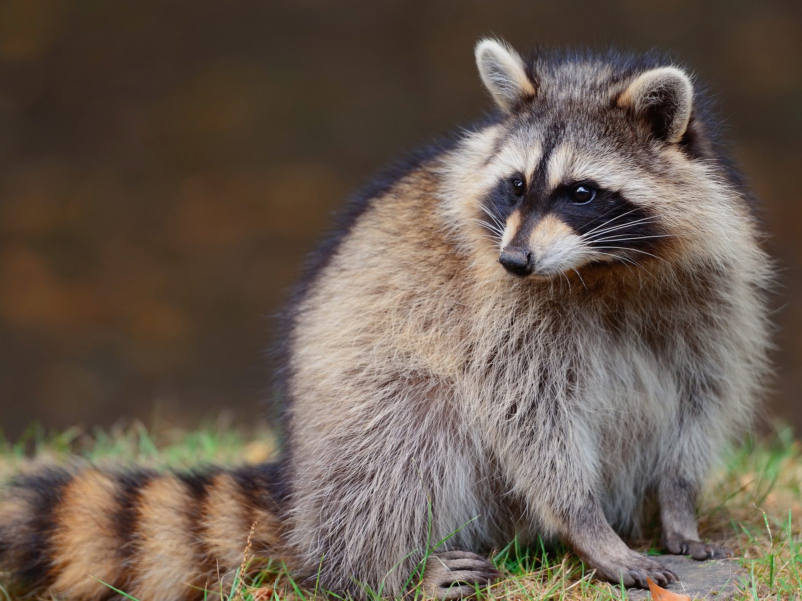 Wildlife removal work near Fall Branch, TN