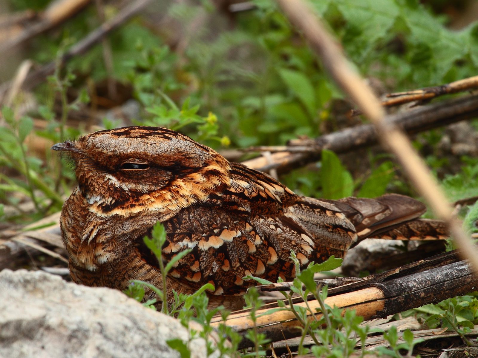 Wildlife removal work near West Fork, AR