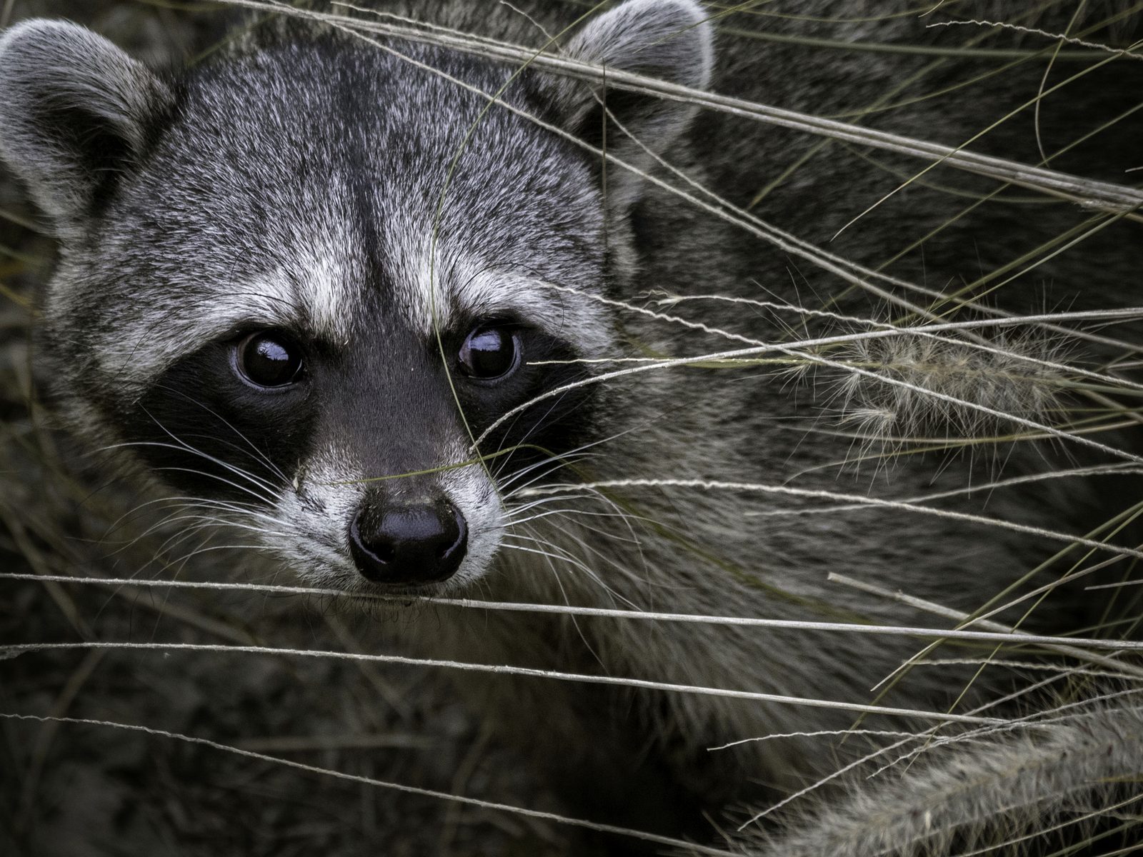 Wildlife removal work near Cedarville, AR