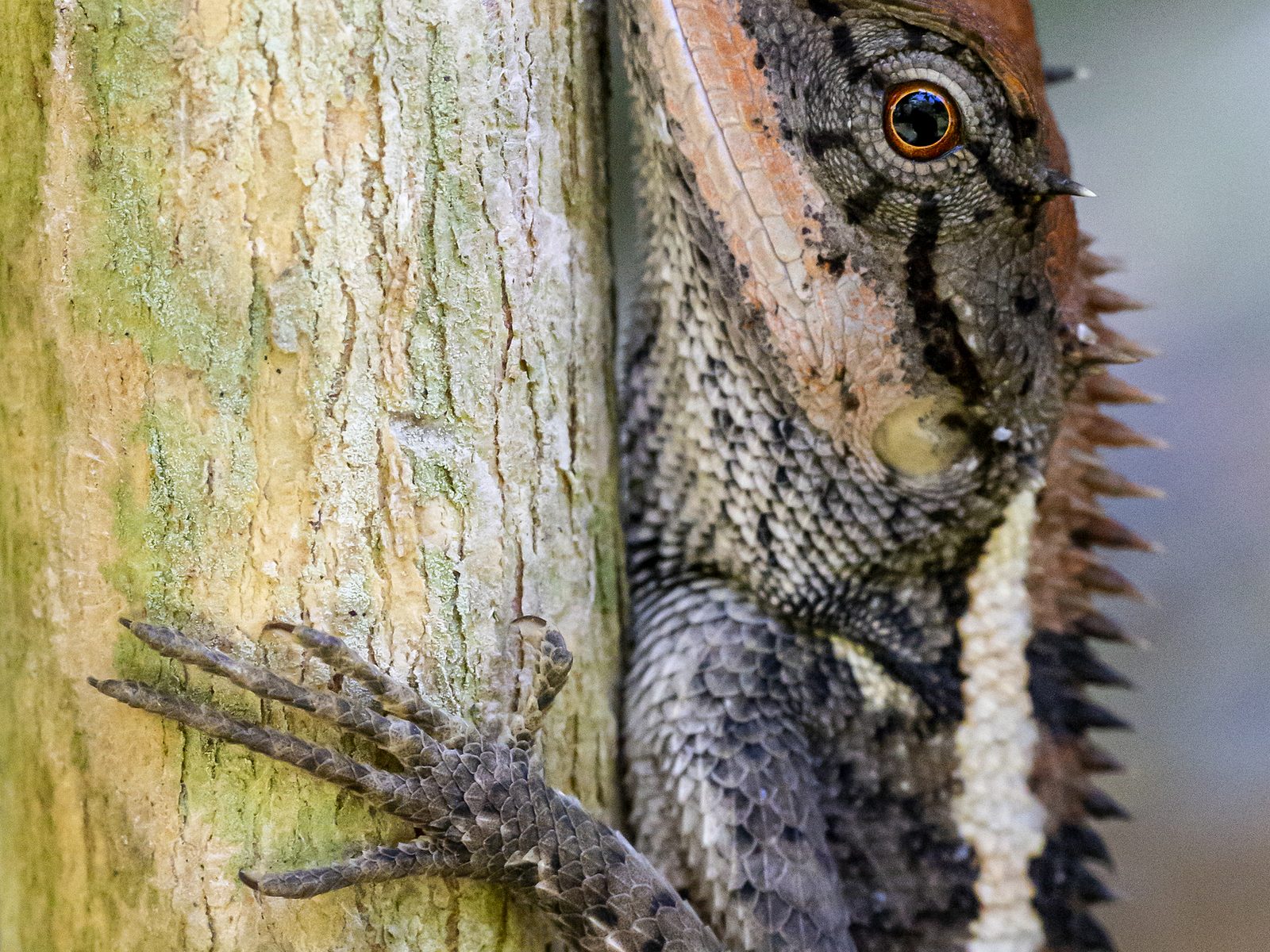 Wildlife removal work near Winterville, GA