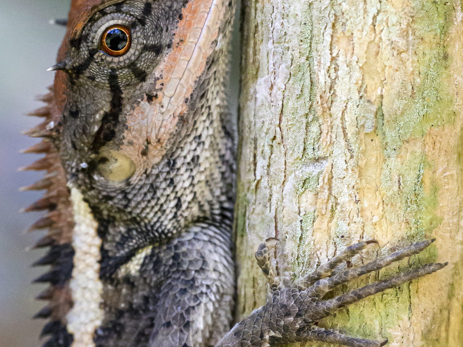 Wildlife removal work near Philadelphia, TN