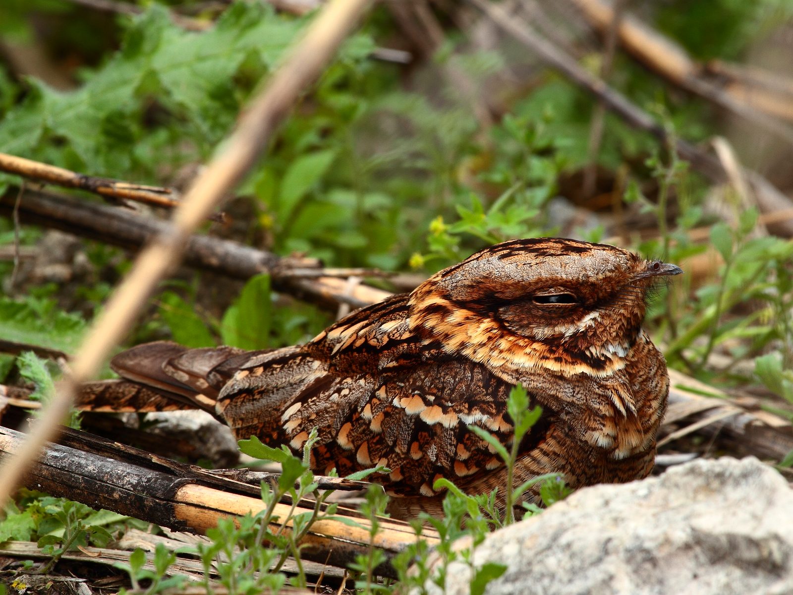 Wildlife removal work near Kingsport, TN