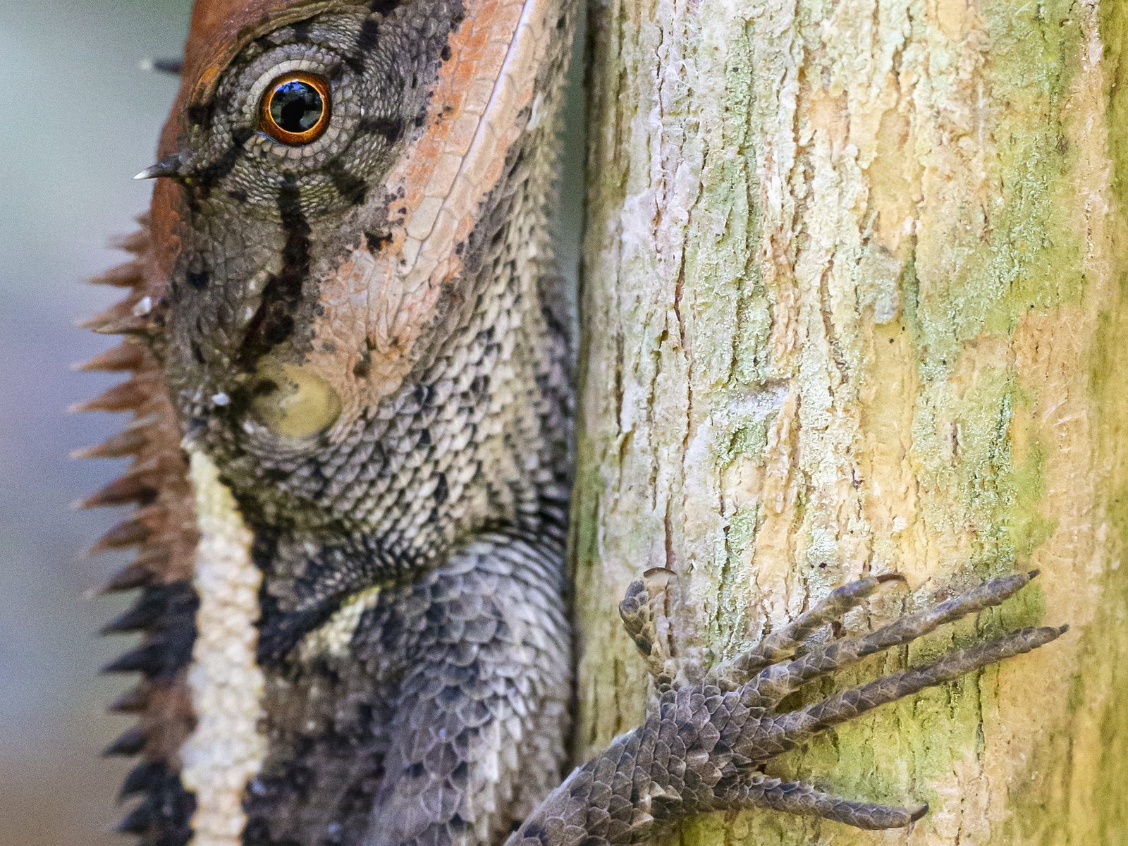 Wildlife removal work near Heiskell, TN