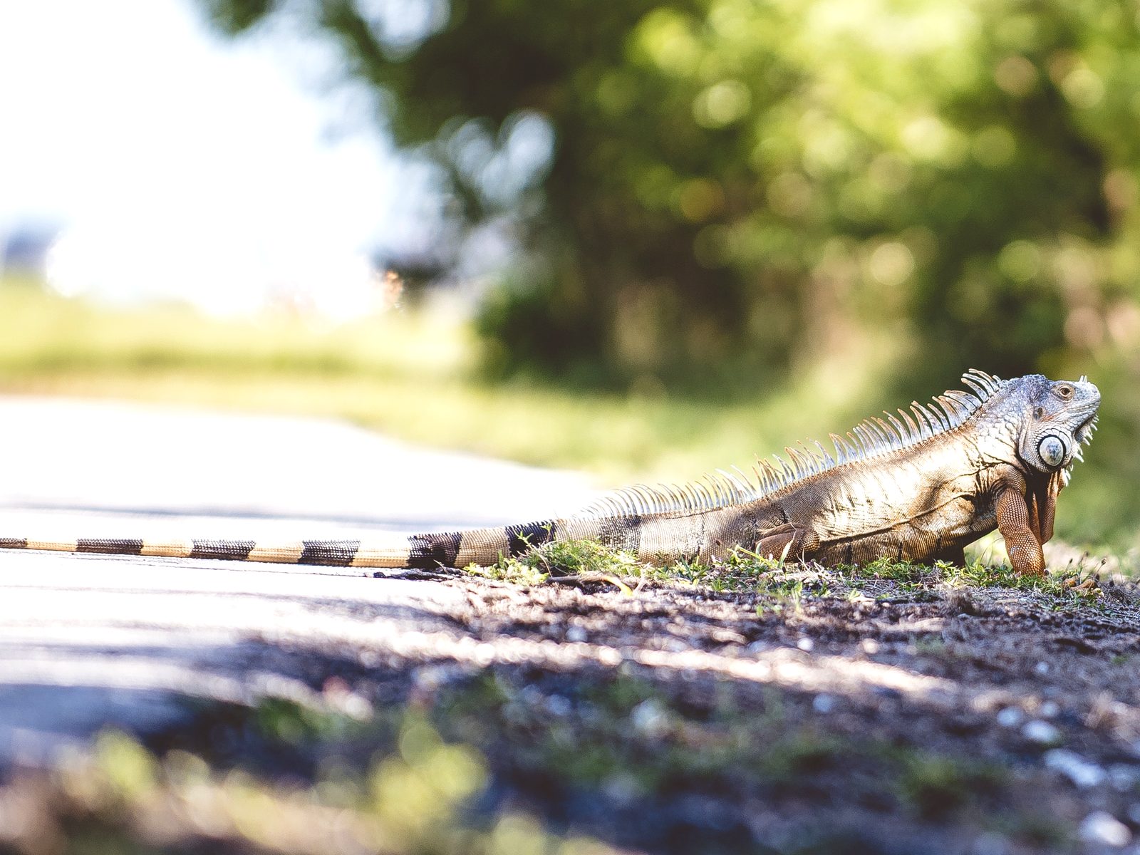Wildlife removal work near Shady Valley, TN