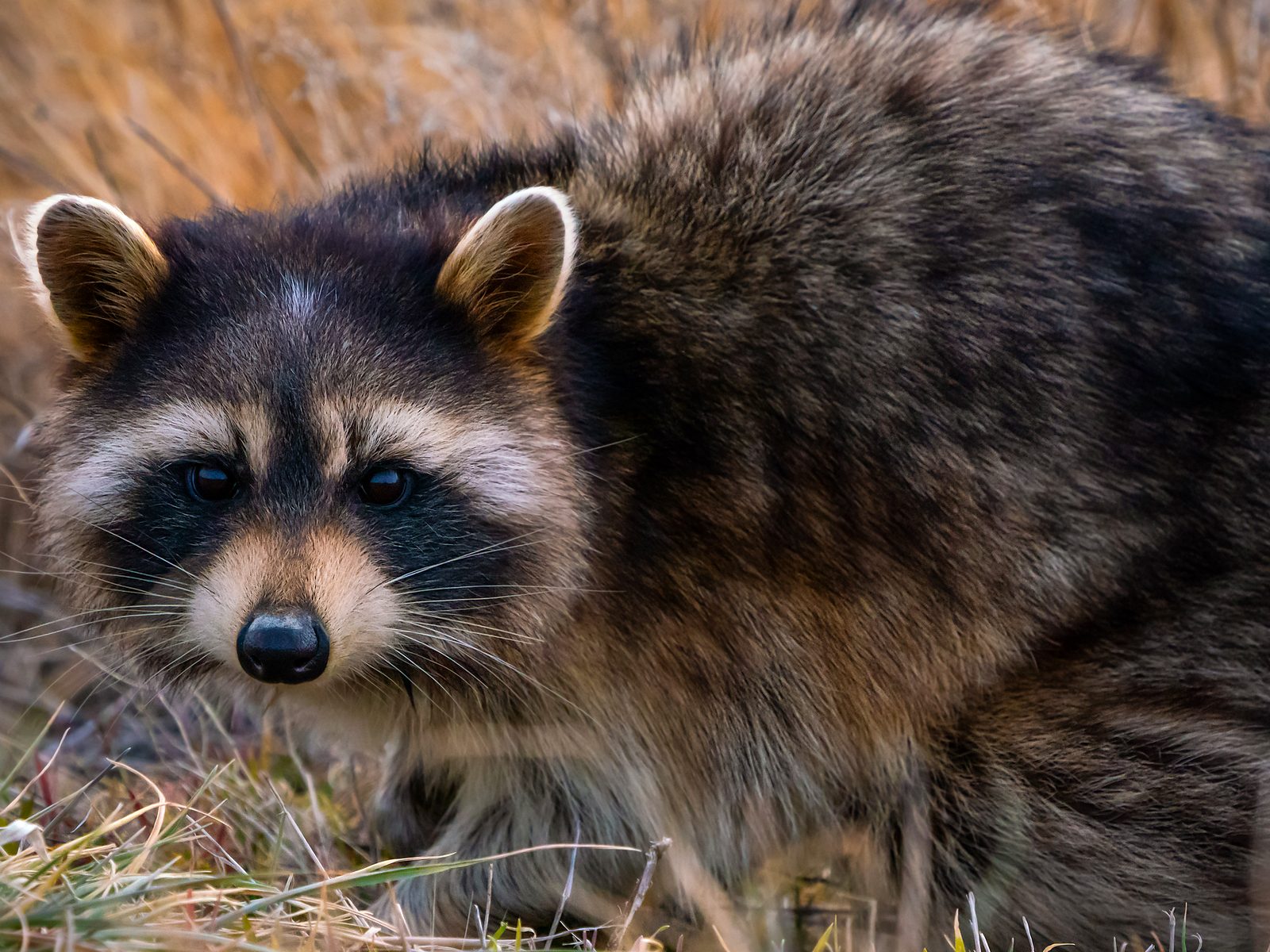 Wildlife removal work near Northampton, PA