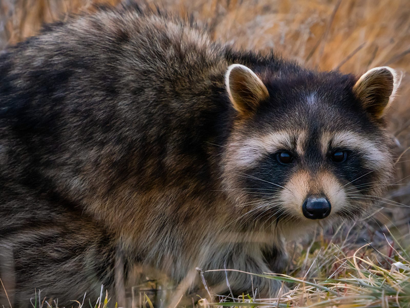 Wildlife removal work near Stuart, FL