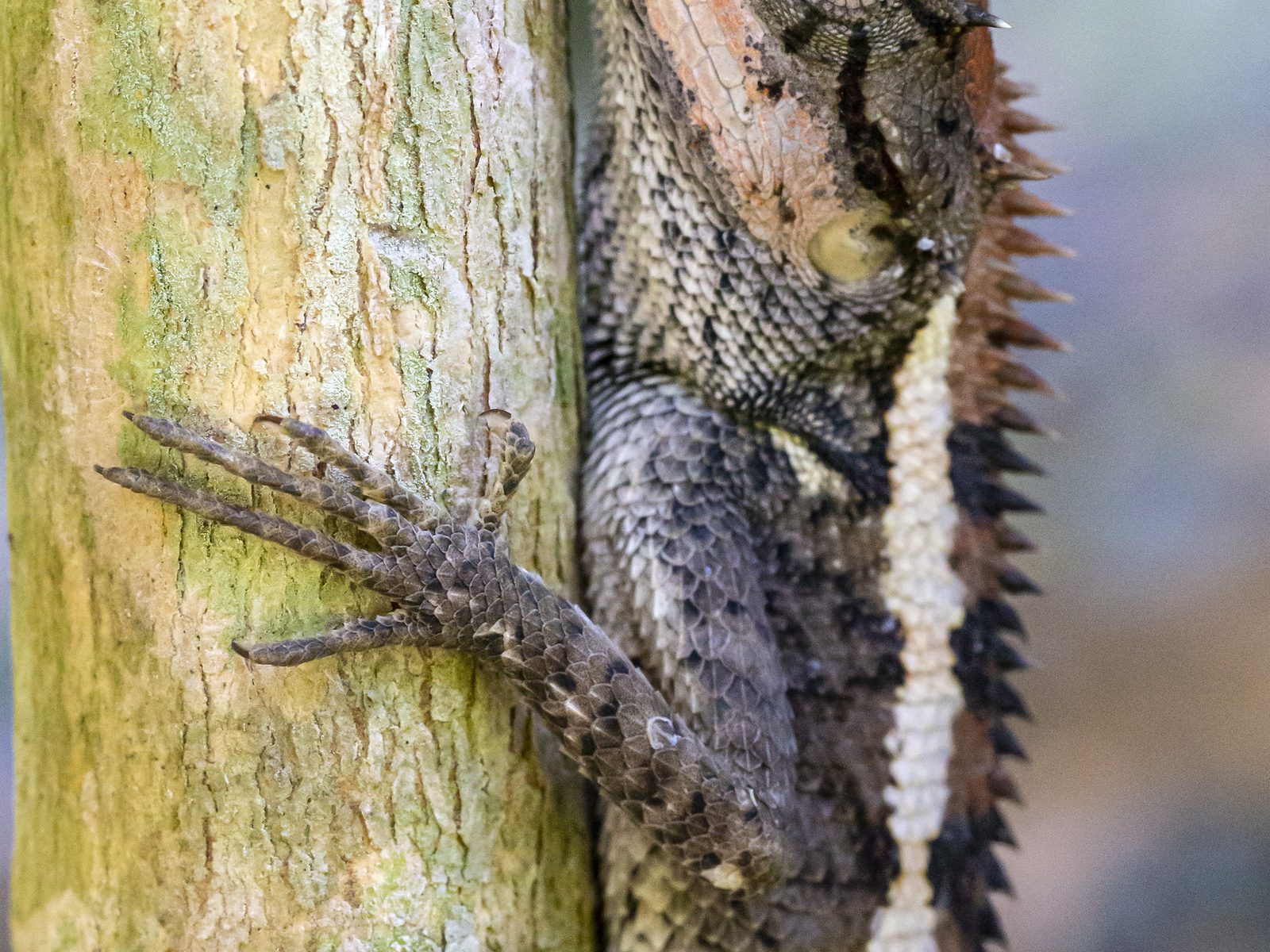 Wildlife removal work near Independence, MI
