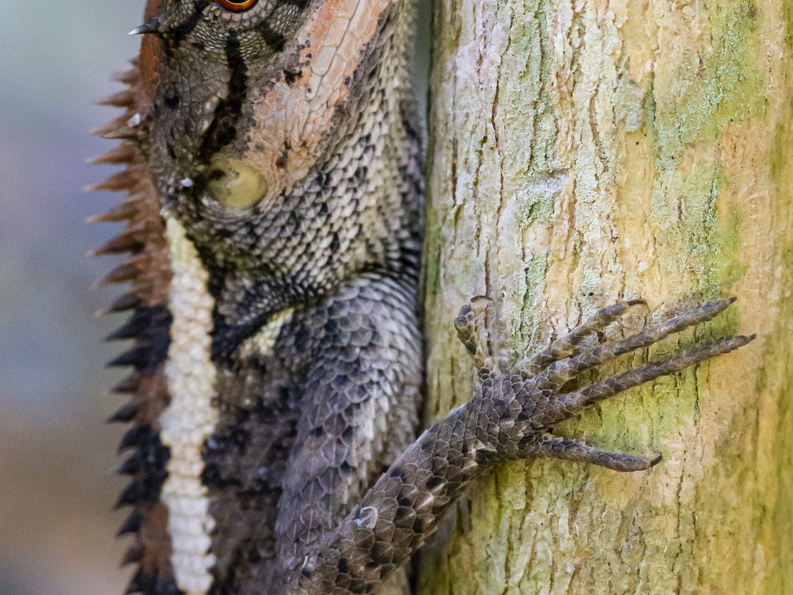 Wildlife removal work near Tellico Plains, TN