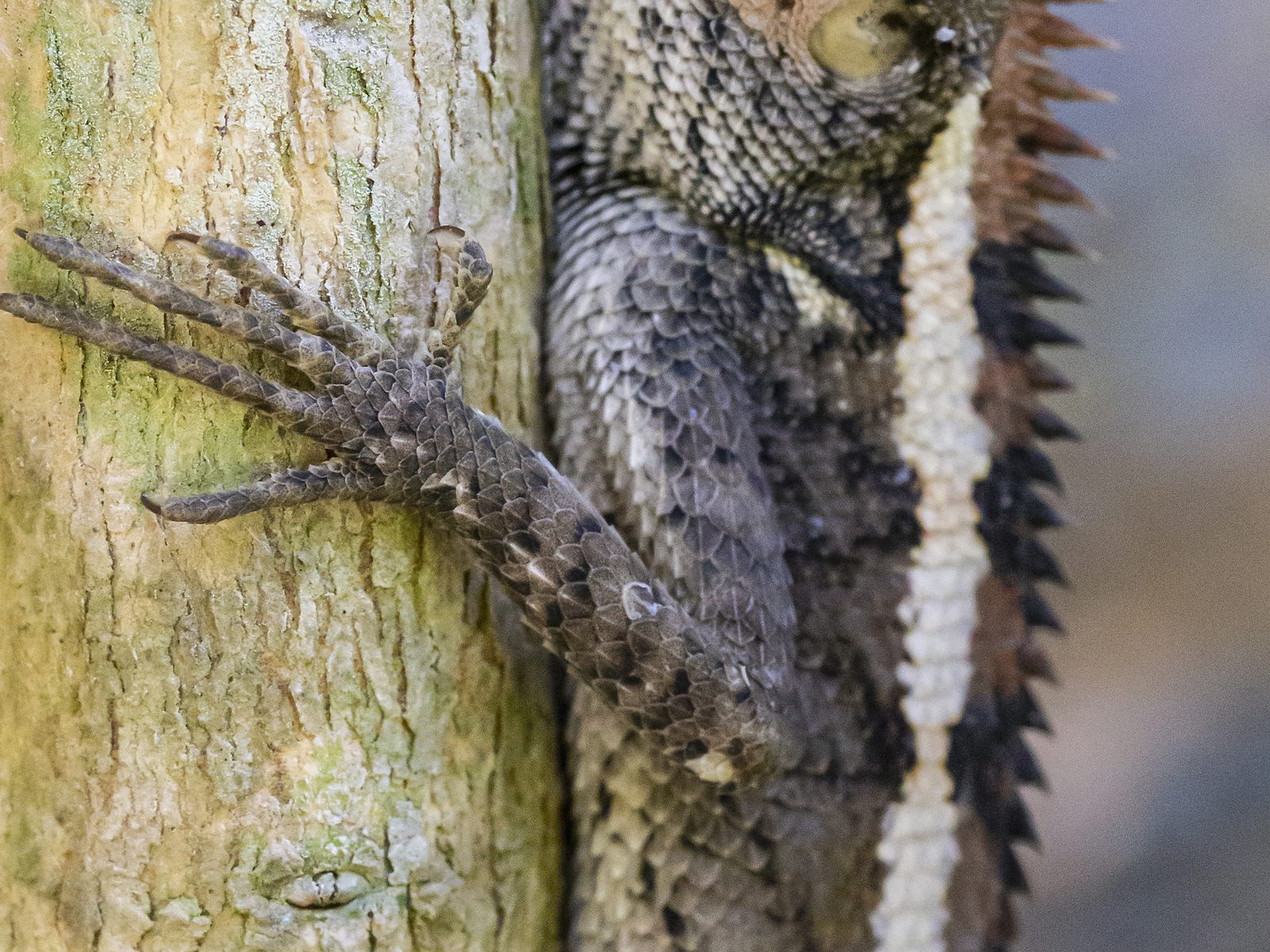 Wildlife removal work near Offutt Air Force Base, NE
