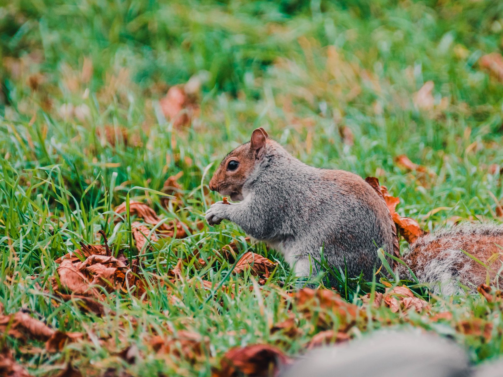 Wildlife removal work near Rogers, AR