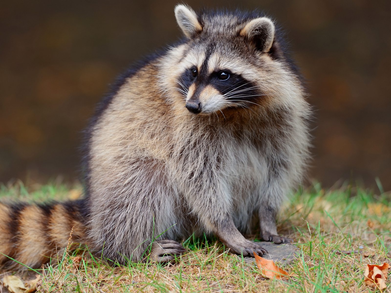 Wildlife removal work near Lowell, AR