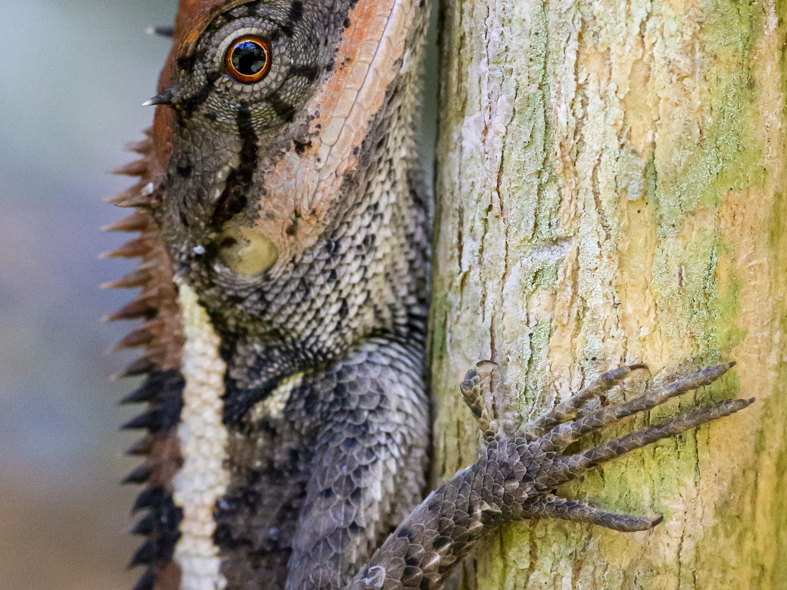 Wildlife removal work near Van Buren, AR