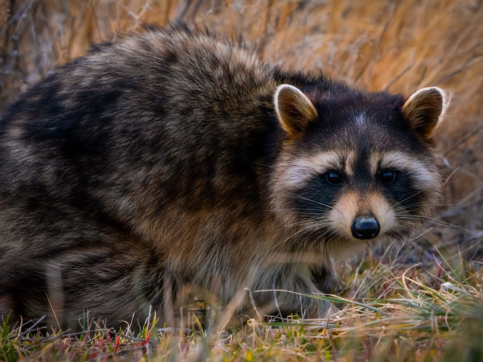 Wildlife removal work near Hiwasse, AR