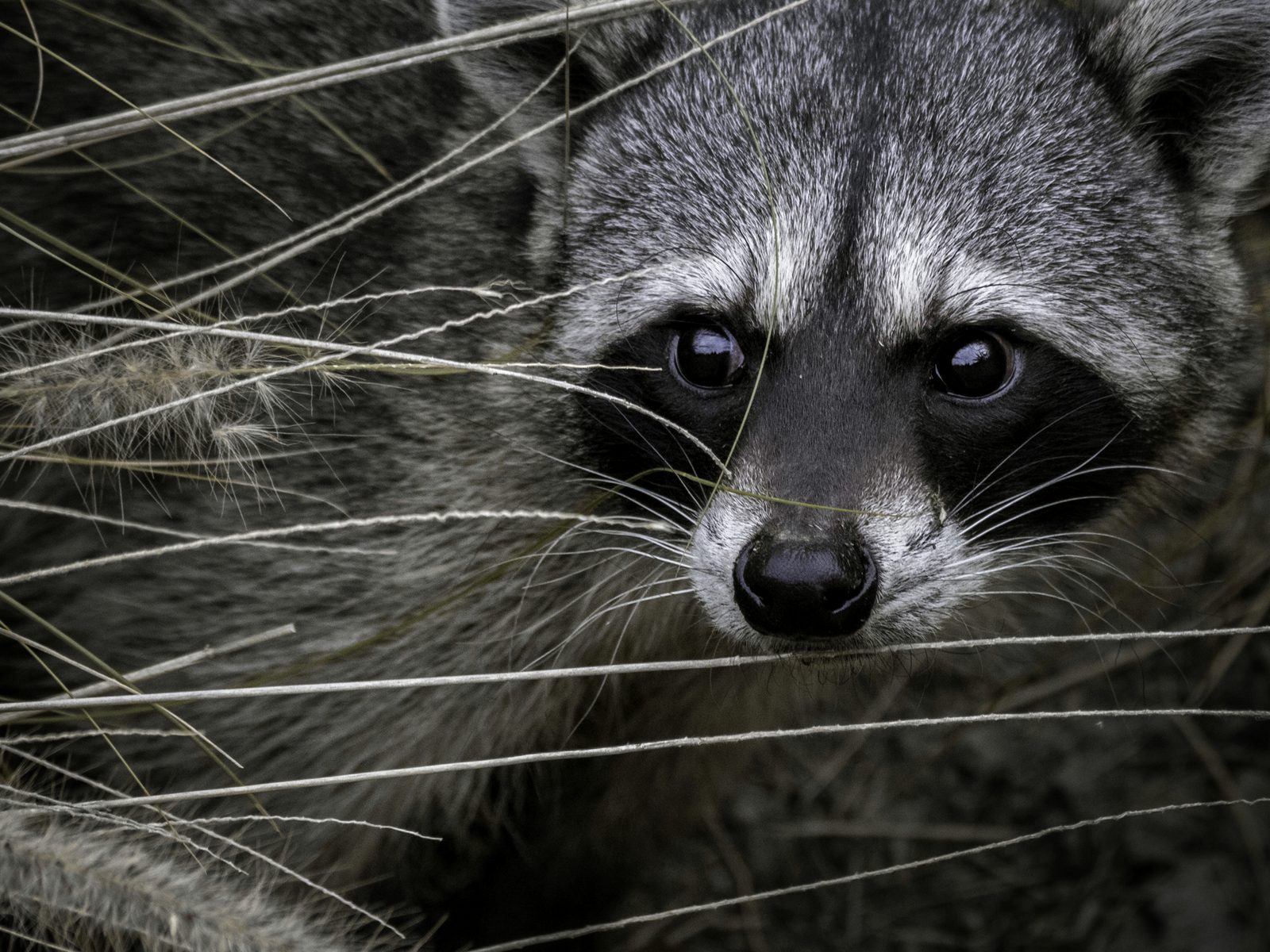 Wildlife removal work near Ozark, AR