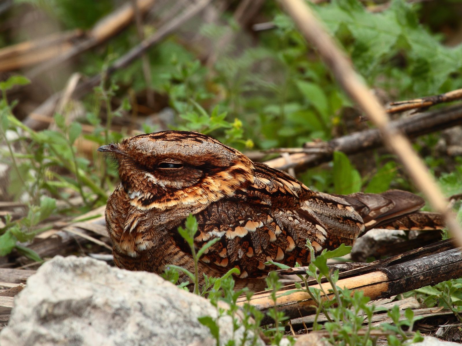 Wildlife removal work near Crawford, GA