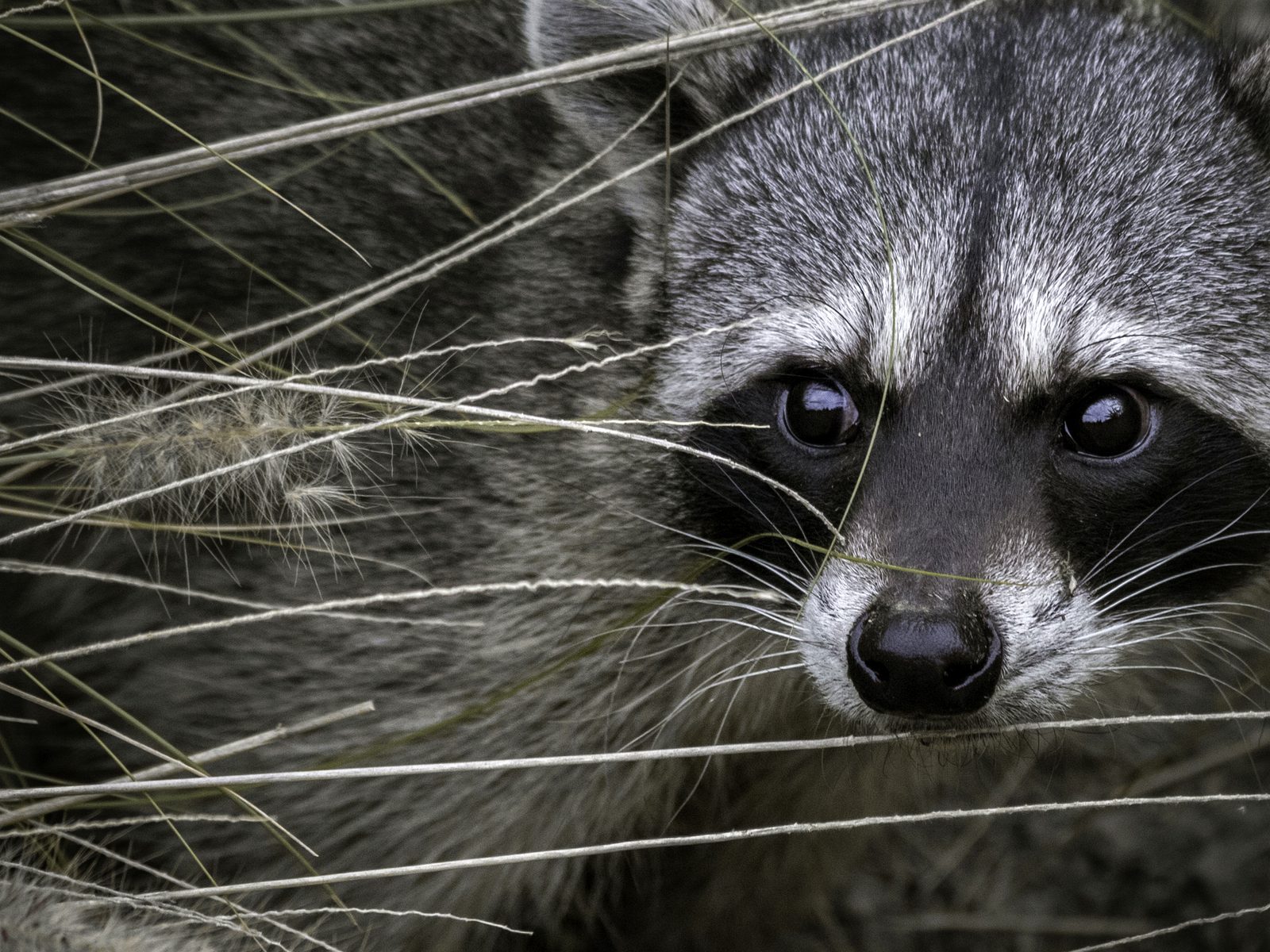 Wildlife removal work near Ypsilanti, MI