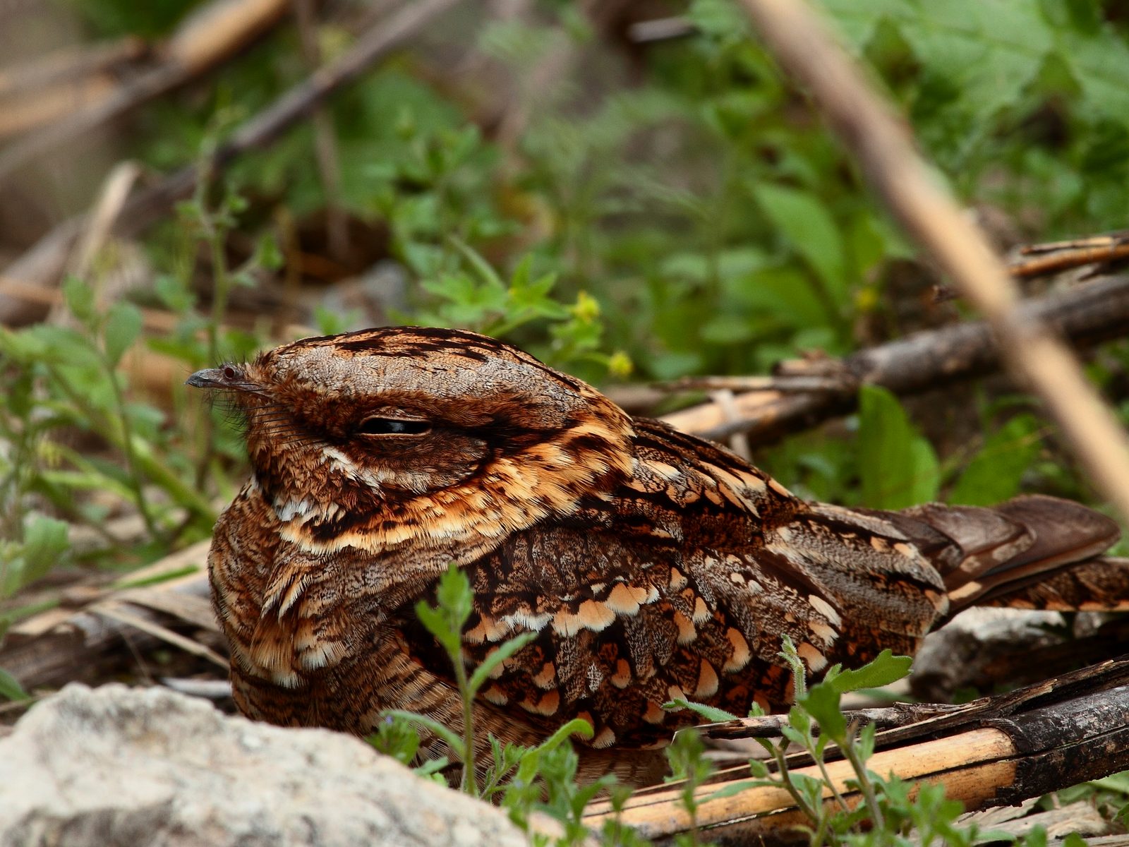 Wildlife removal work near Cape Fair, MO