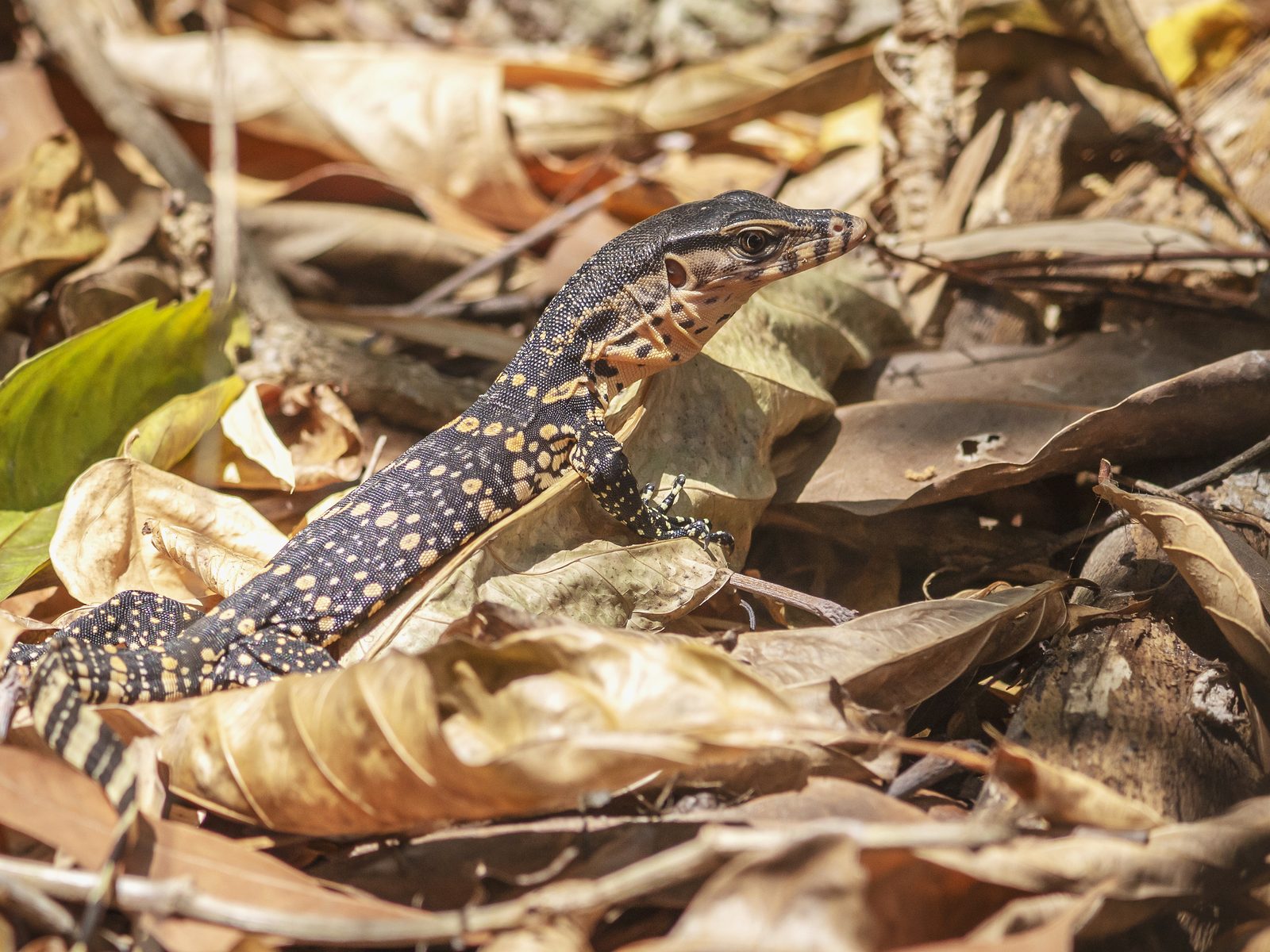 Wildlife removal work near Lyon, MI