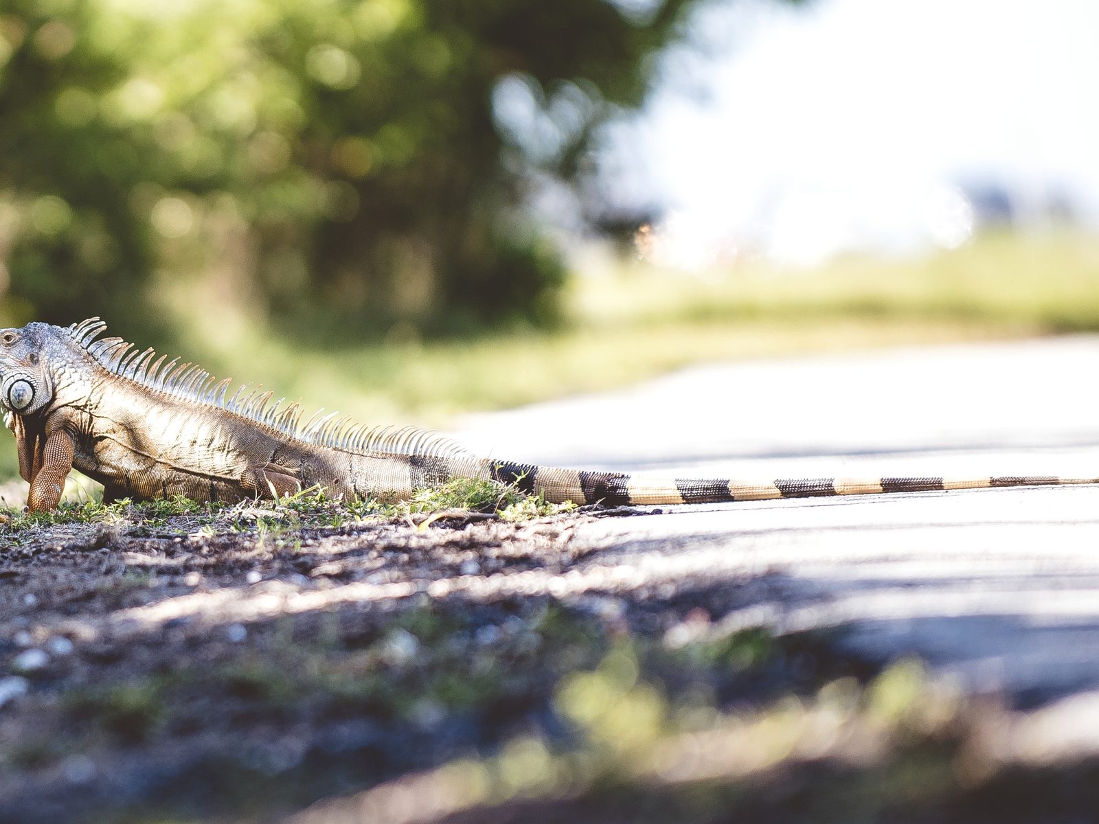 Wildlife removal work near Winslow, AR