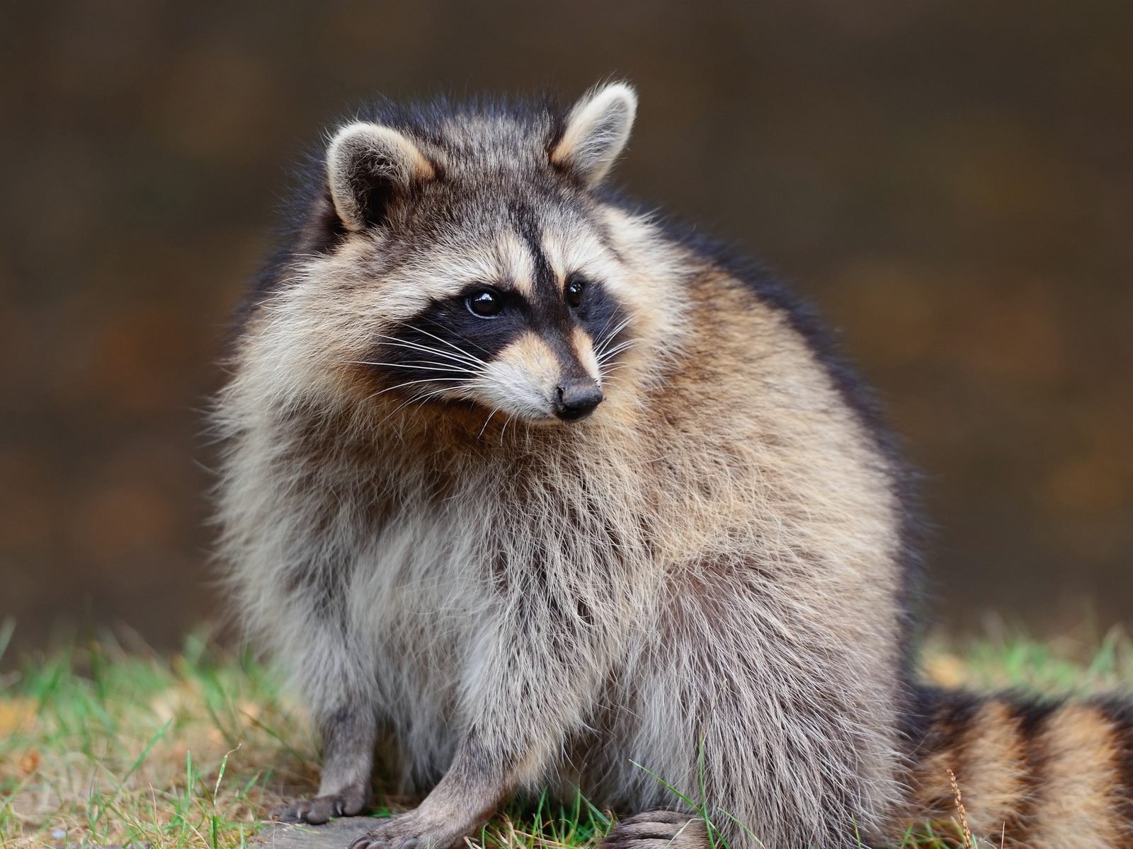 Wildlife removal work near Blountville, TN