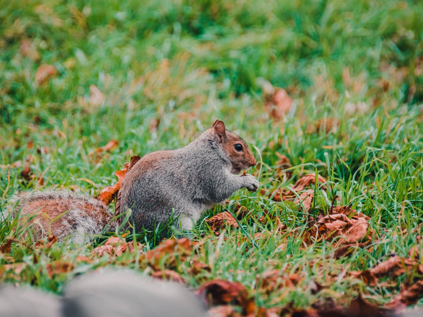 Wildlife removal work near Sevierville, TN