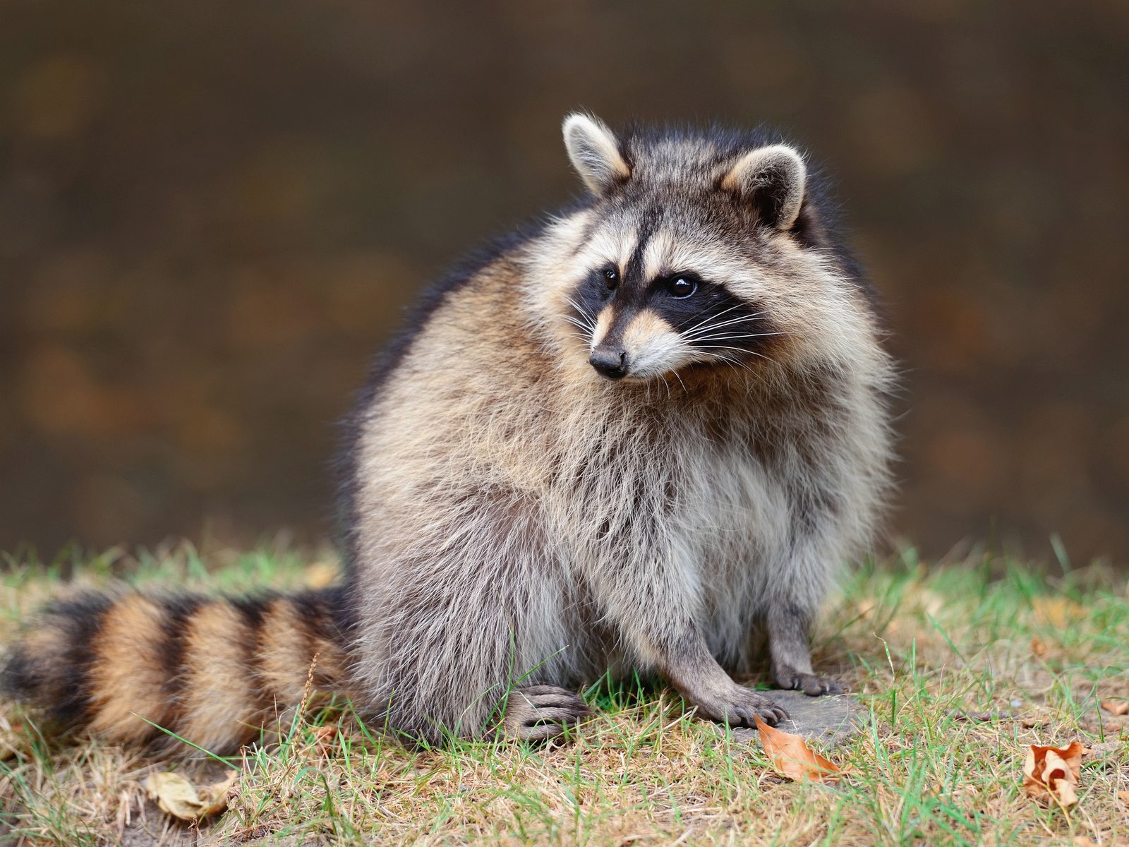 Wildlife removal work near Athens, GA