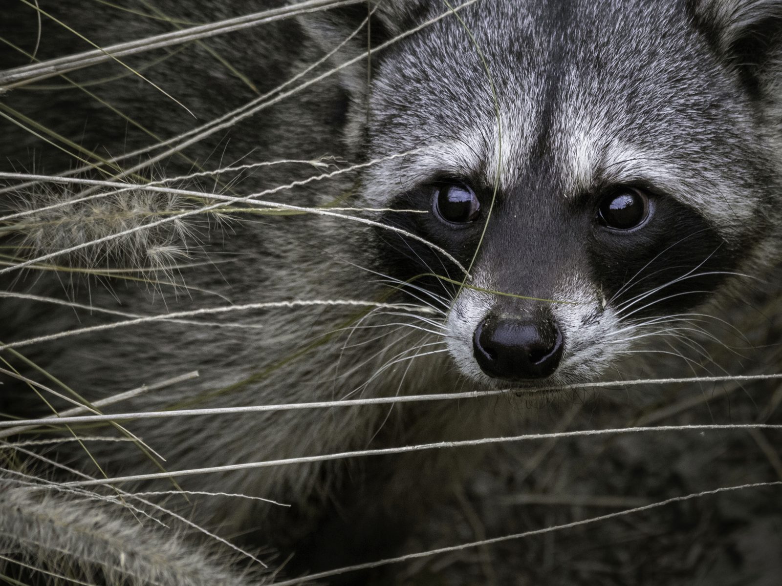 Wildlife removal work near Strawberry Plains, TN