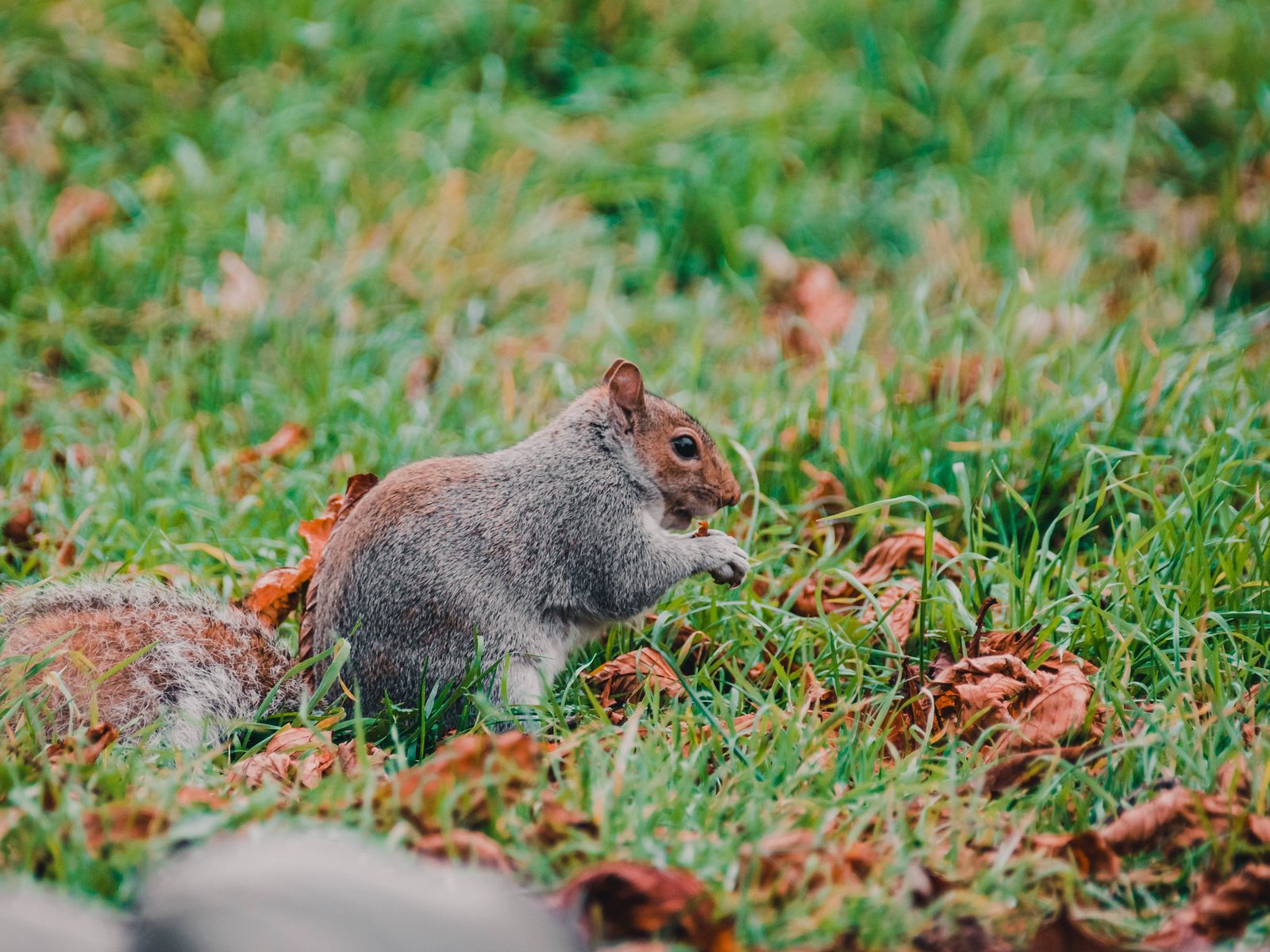 Wildlife removal work near Milledgeville, GA