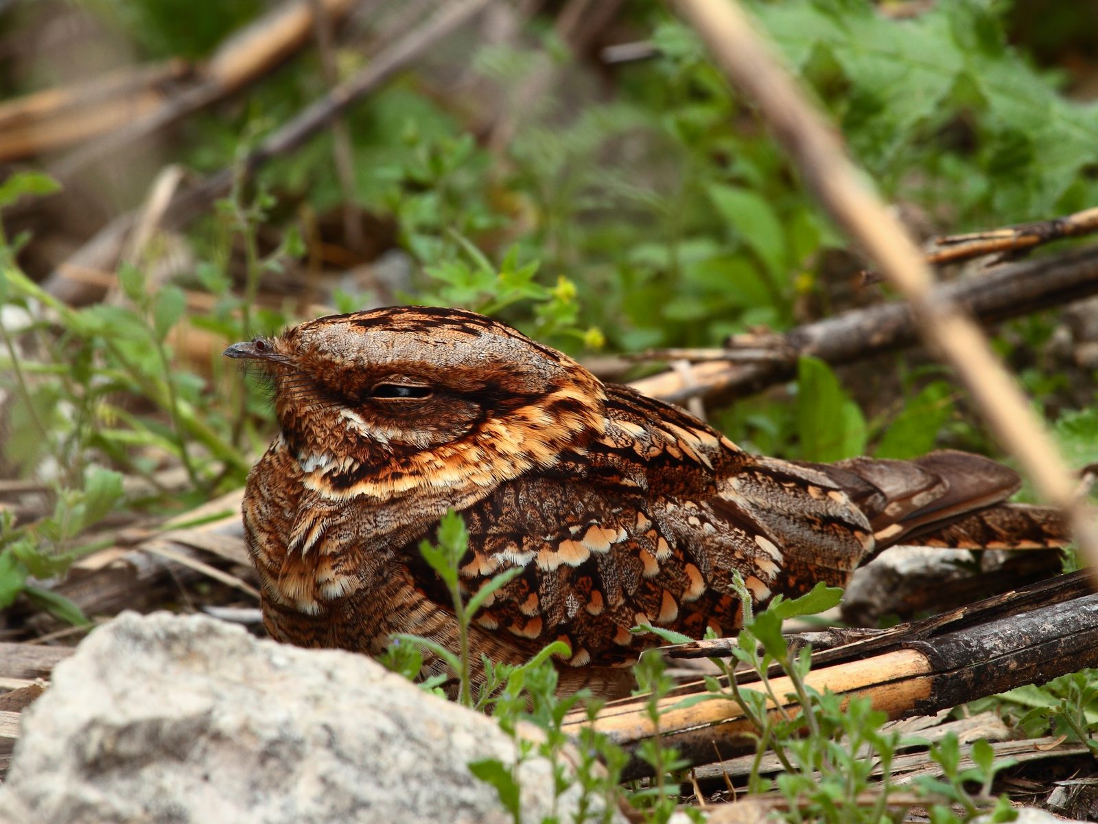 Wildlife removal work near Beverly Hills, MI