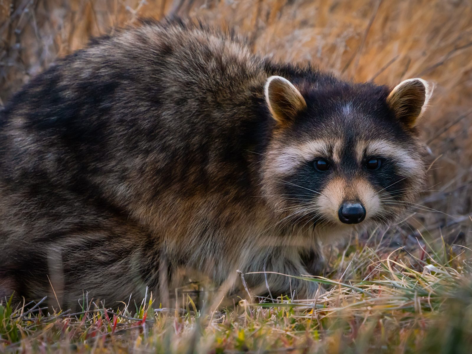 Wildlife removal work near Ridgedale, MO
