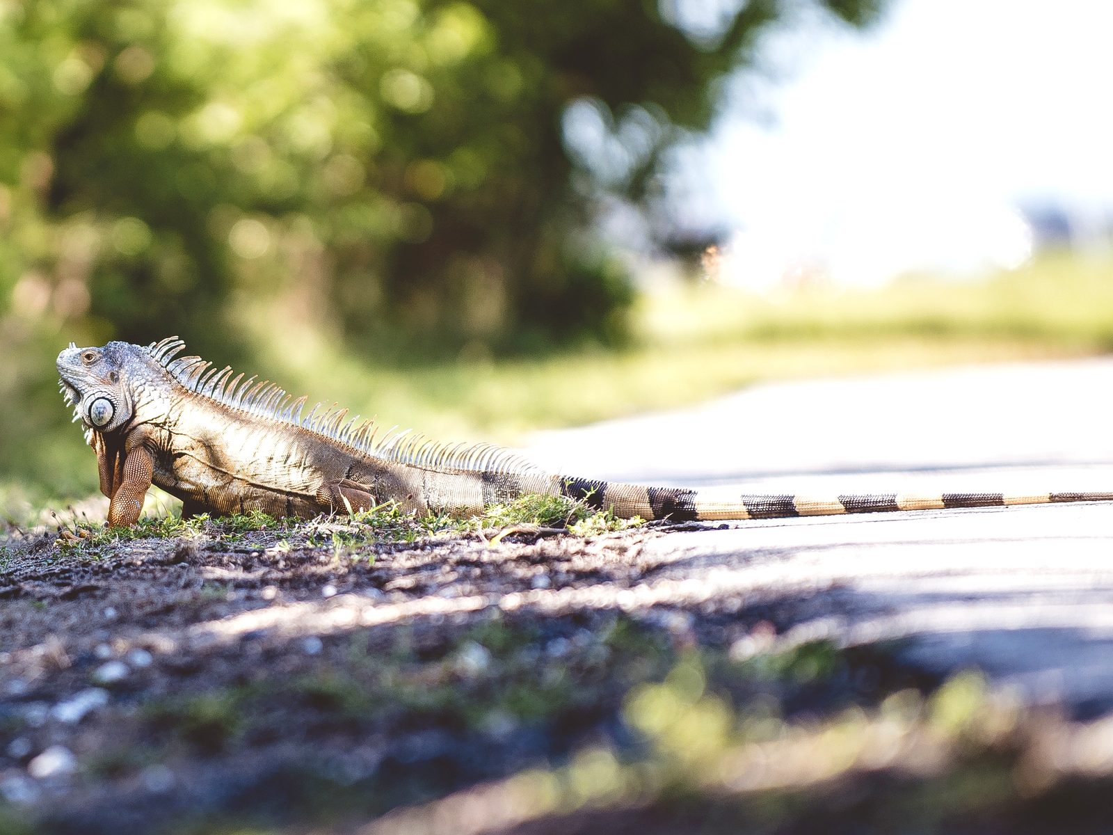 Wildlife removal work near Surgoinsville, TN