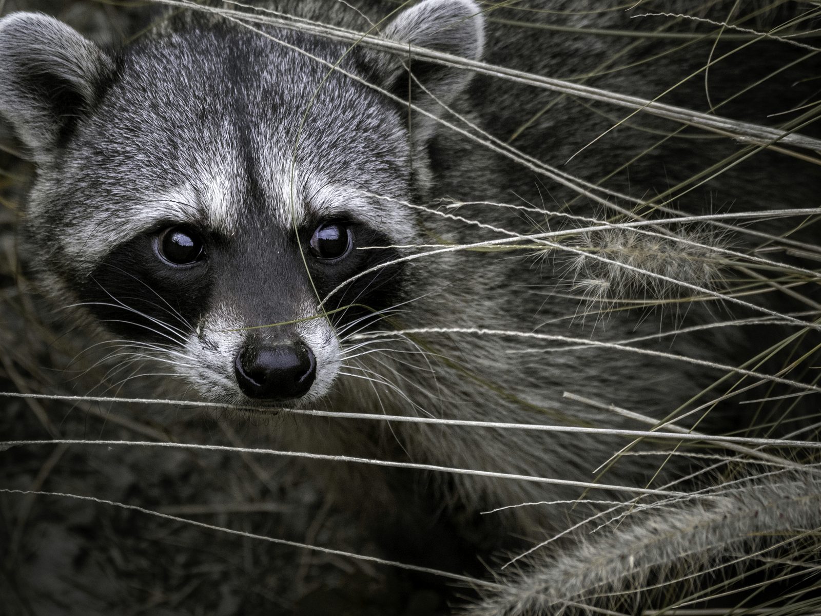 Wildlife removal work near Stafford, TX