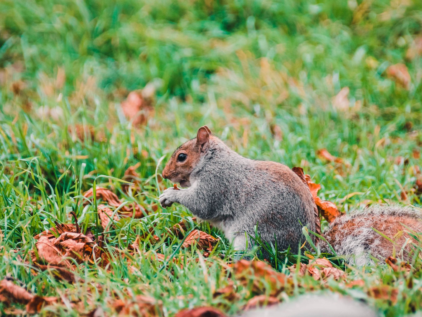 Wildlife removal work near Mt Carmel, TN