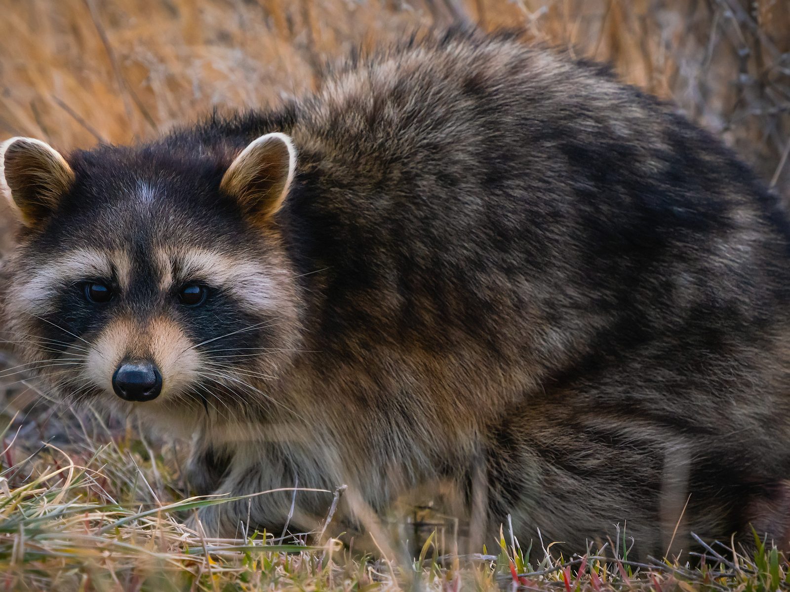 Wildlife removal work near Oneida, TN