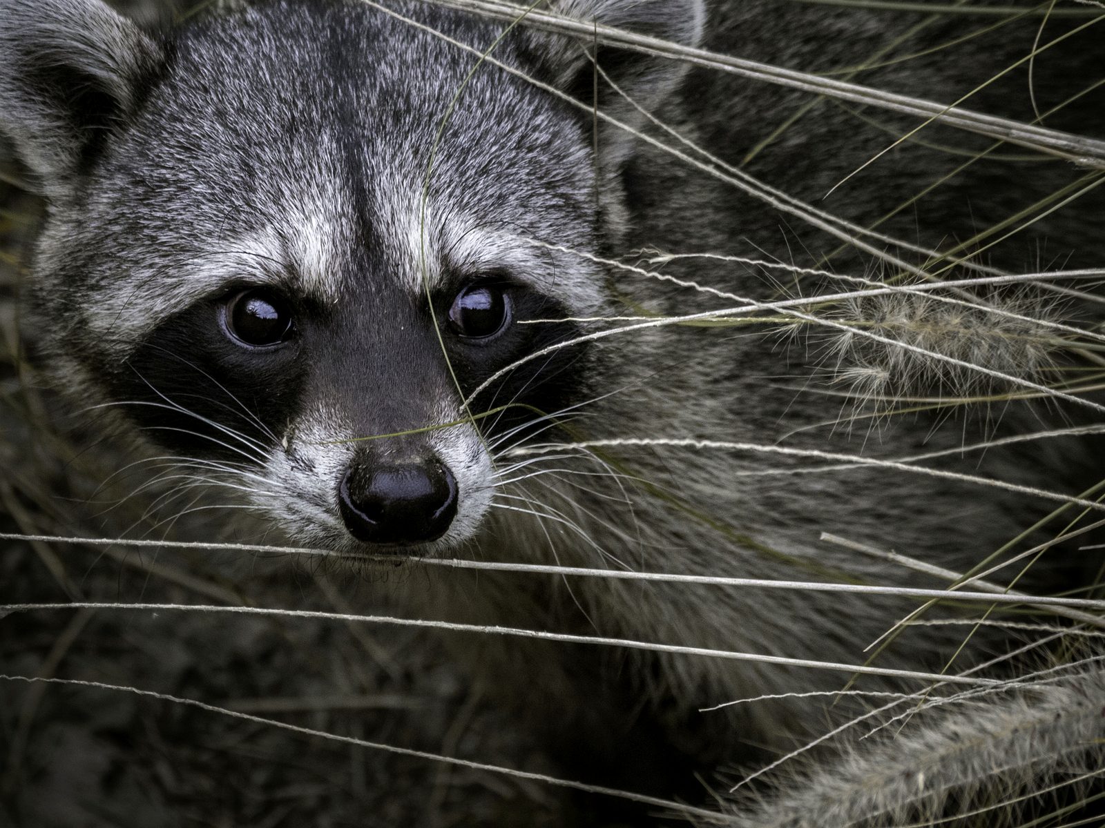 Wildlife removal work near South West City, MO
