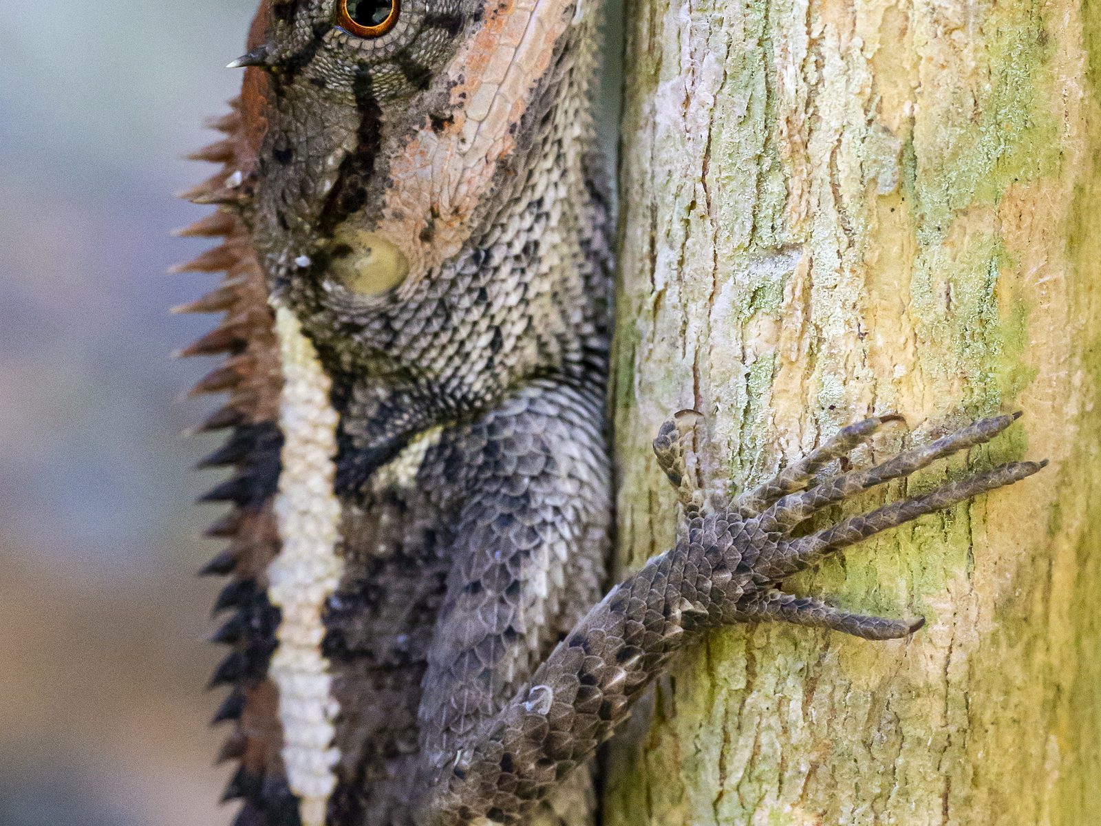 Wildlife removal work near Bushkill, PA