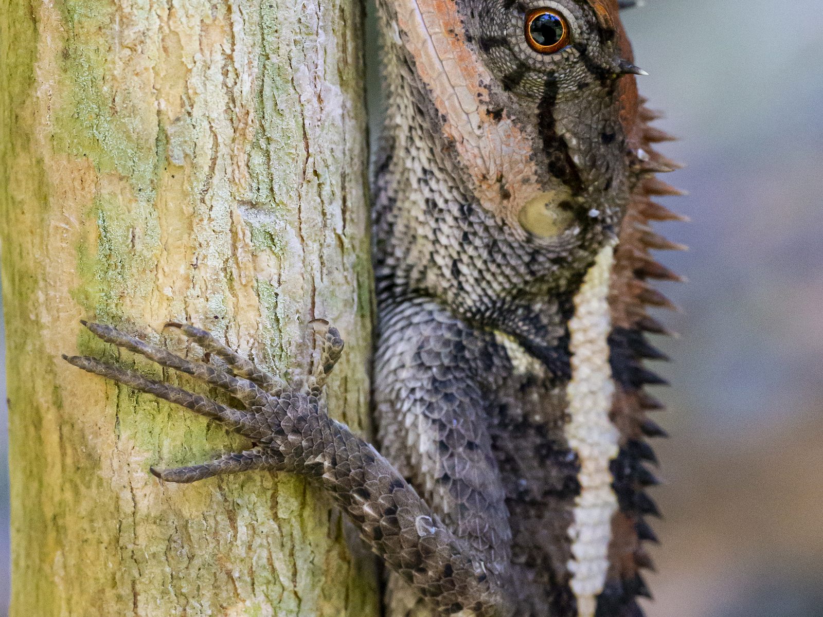 Wildlife removal work near Jasper, AR