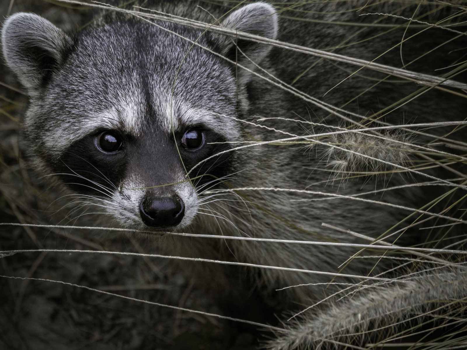 Wildlife removal work near Bella Vista, AR