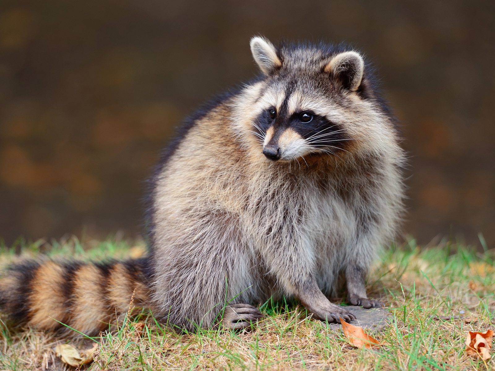 Wildlife removal work near Oak Ridge, TN