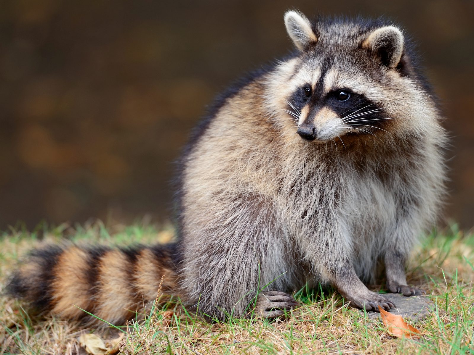 Wildlife removal work near Northville, MI