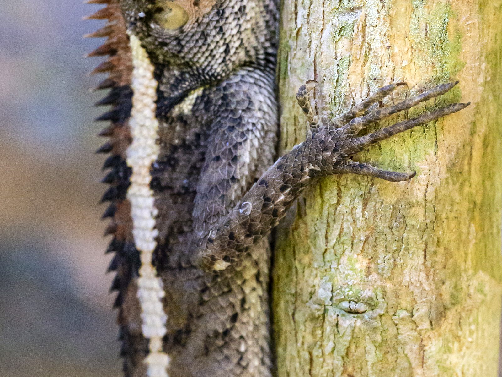 Wildlife removal work near Spring, TX